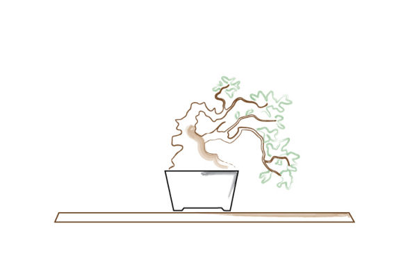 bonsai